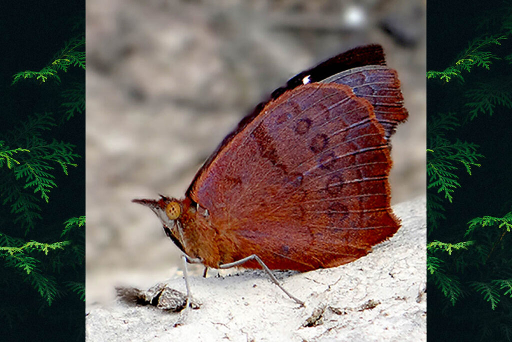 Eunica cuvierii