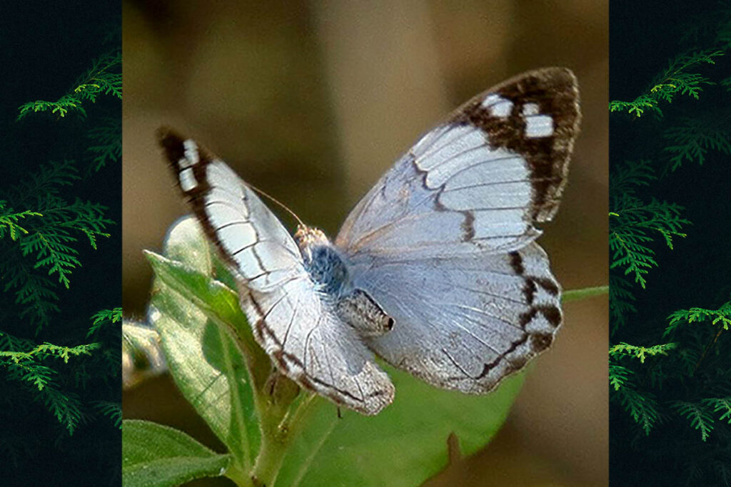 Eunica eburnea