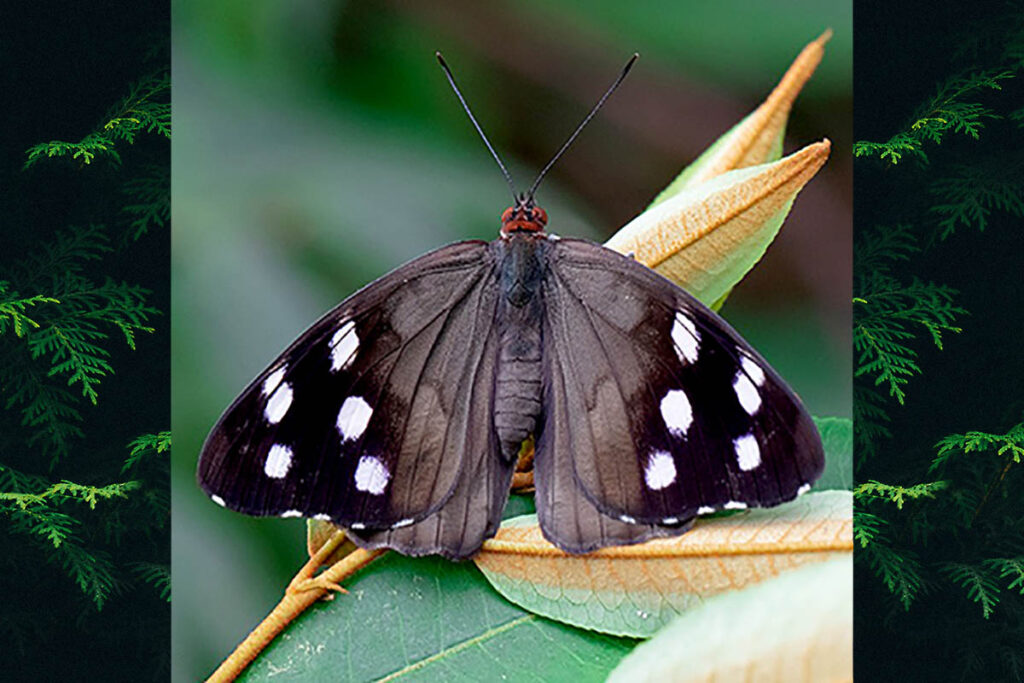 Eunica malvina malvina