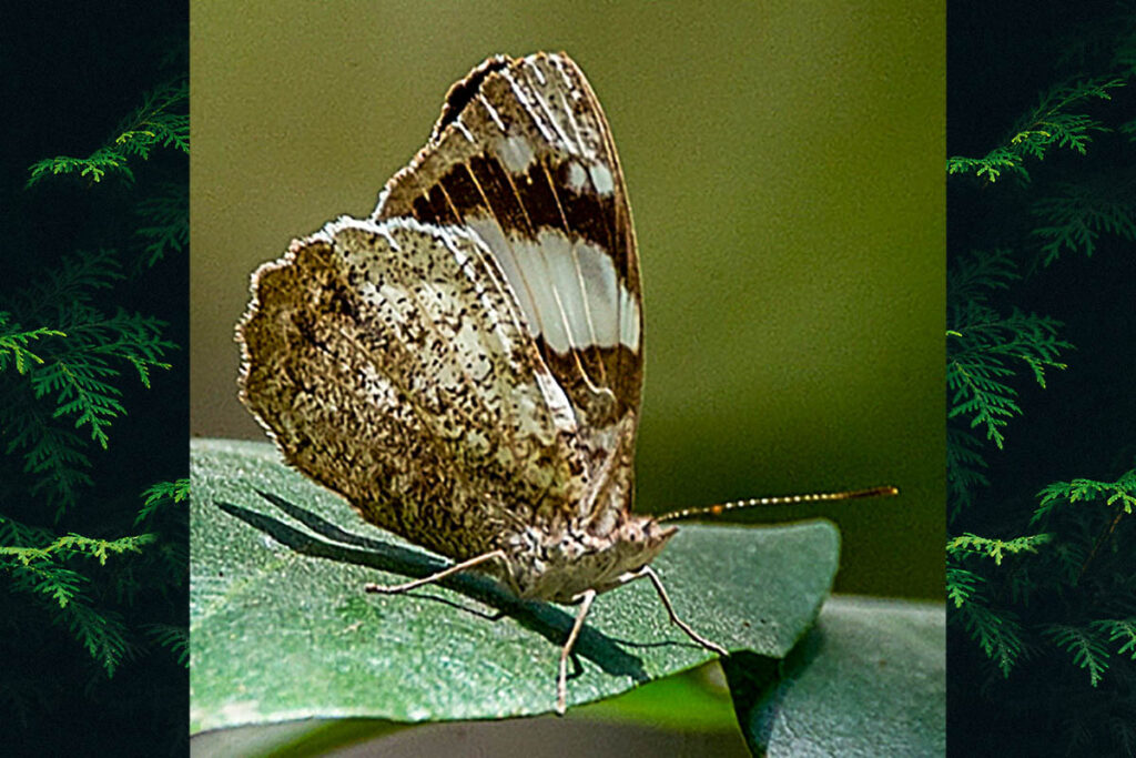 Eunica margarita
