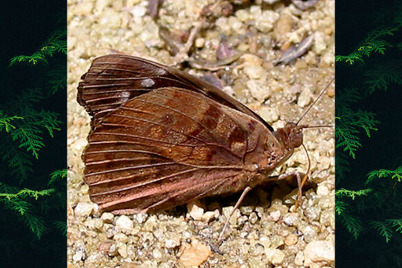 Eunica mygdonia mygdonia