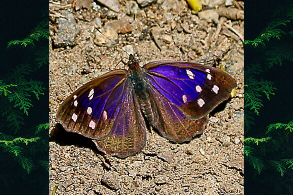 Eunica tatila bellaria