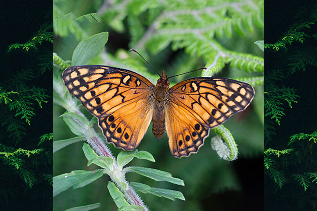 Euptoieta hegesia meridiania