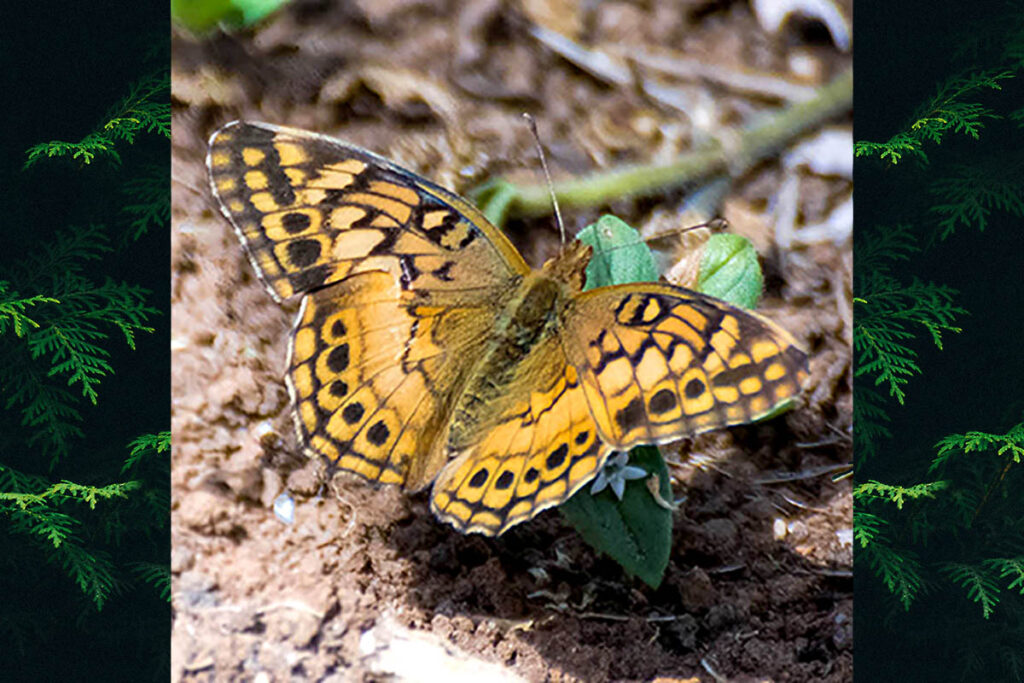 Euptoieta hortensia