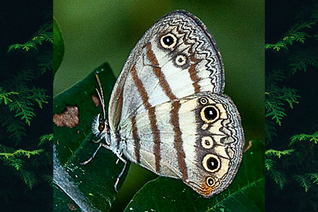 Euptychia jesia