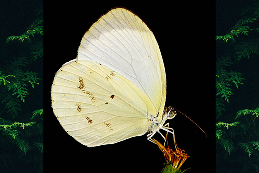 Eurema agave pallida