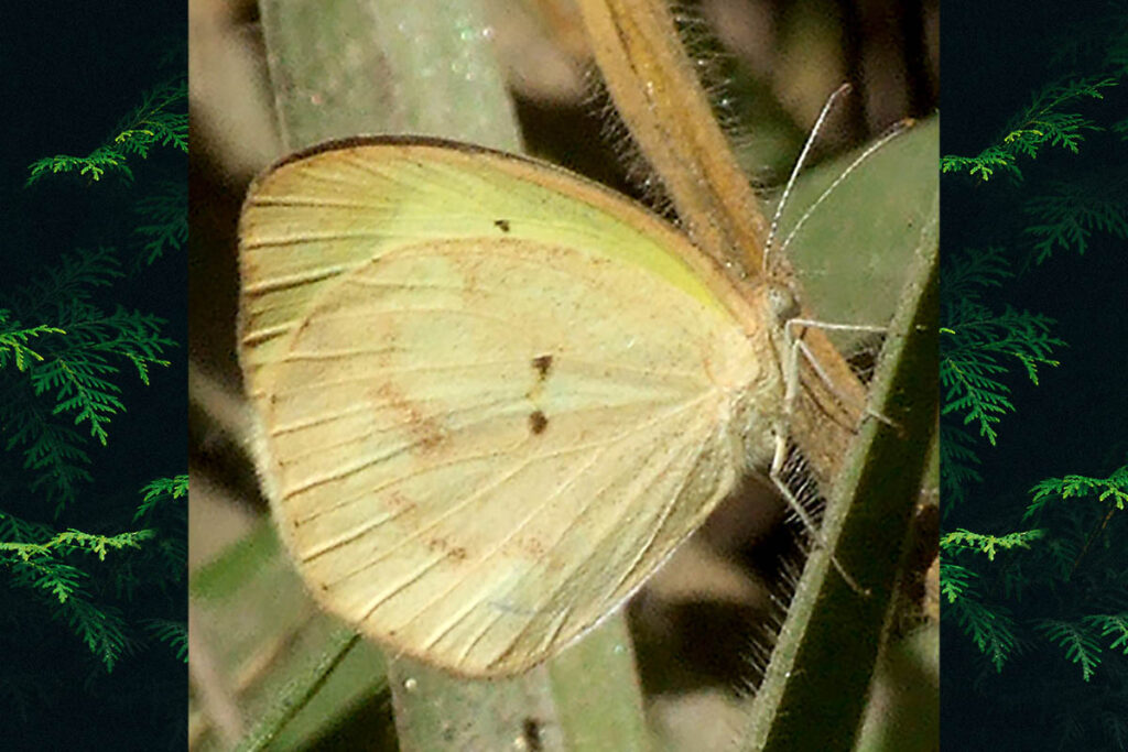 Eurema elathea flavescens