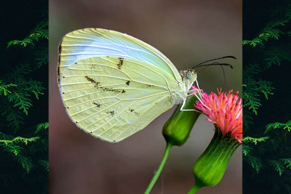 Eurema phiale paula