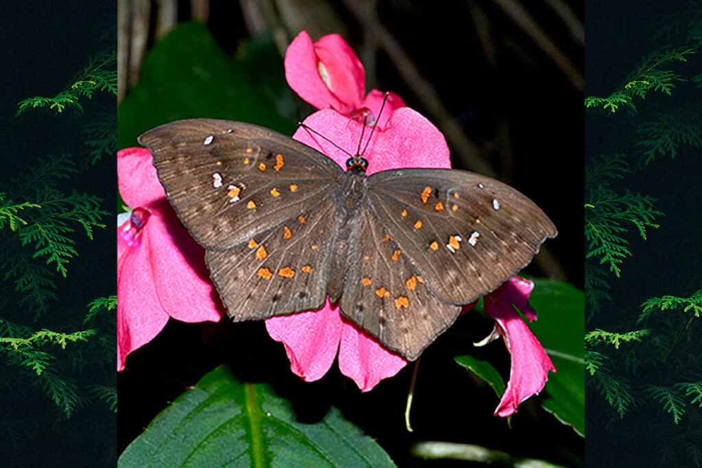 Eurybia carolina