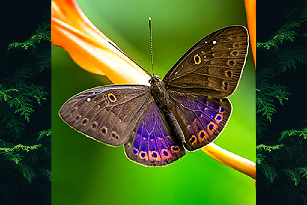 Eurybia molochina molochina
