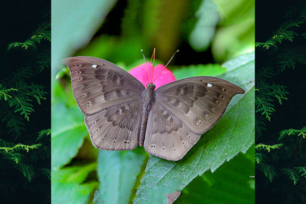 Eurybia pergaea
