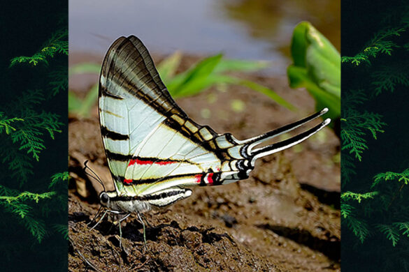 Eurytides agesilaus viridis