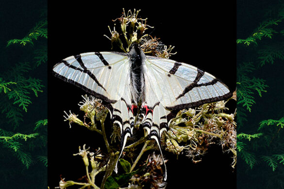 Eurytides bellerophon