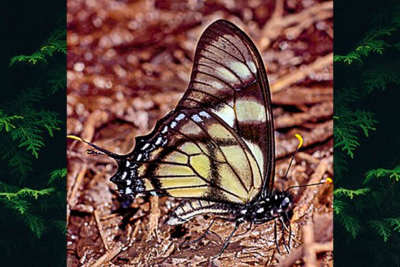 Eurytides dolicaon deicoon