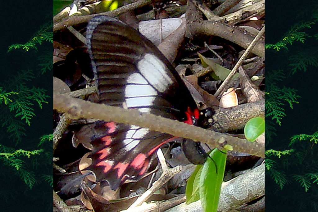 Eurytides lysithous harrisianus
