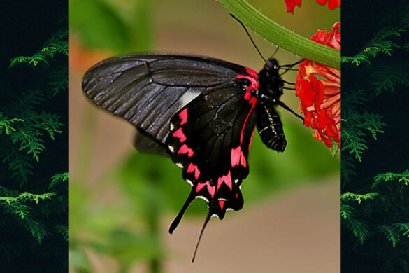 Eurytides lysithous rurik