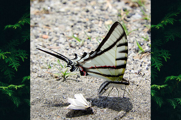 Eurytides protesilaus nigricornis
