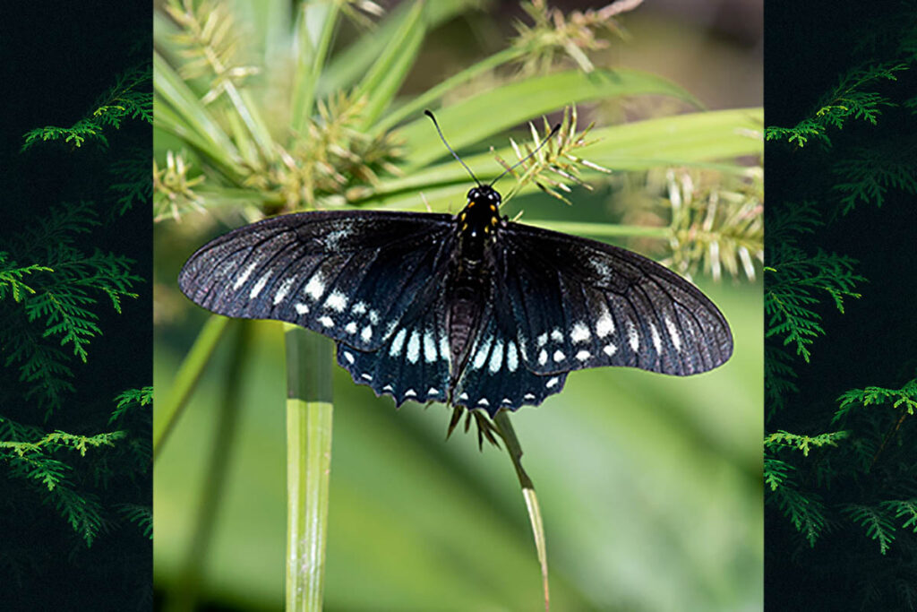 Eurytides protodamas