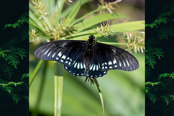 Eurytides protodamas