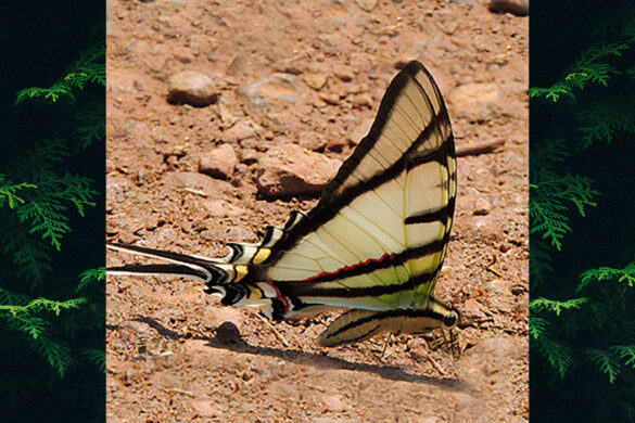 Eurytides telesilaus vitellus