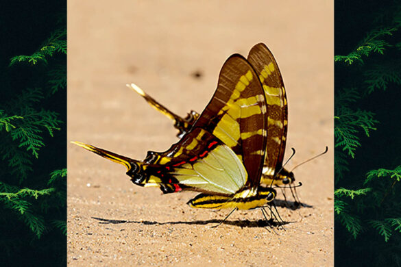 Eurytides thyastes thyastes