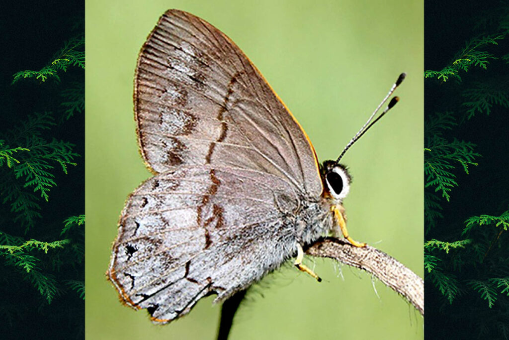 Euselasia eucerus
