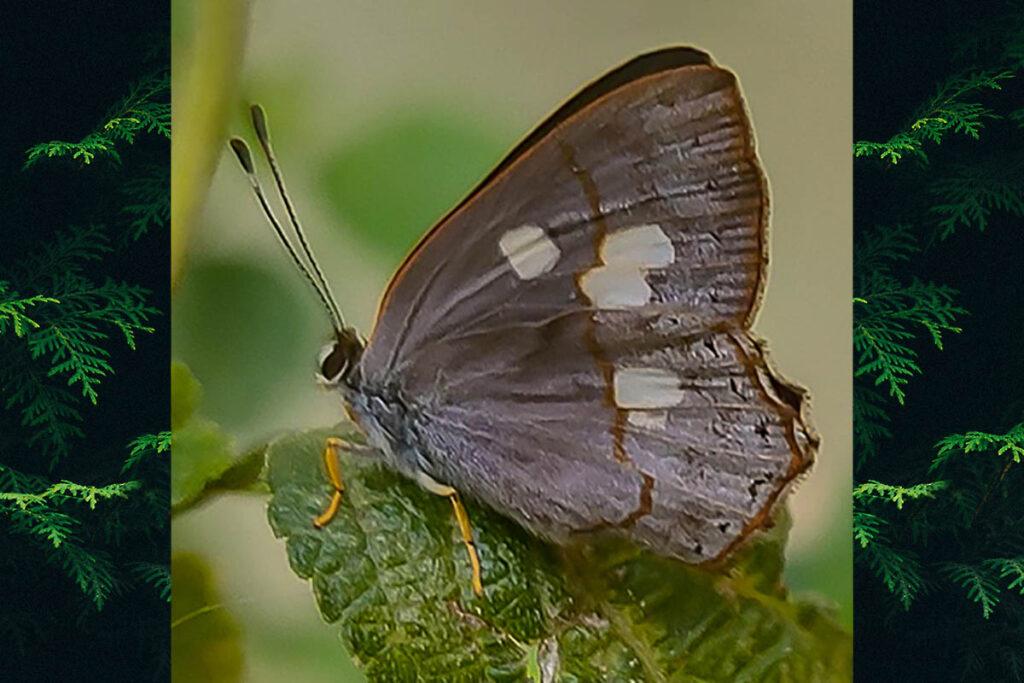 Euselasia euploea