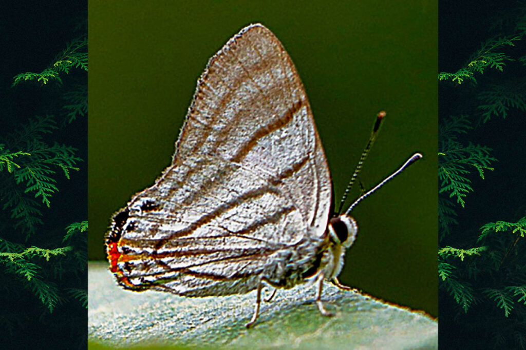 Euselasia fervida fervidina