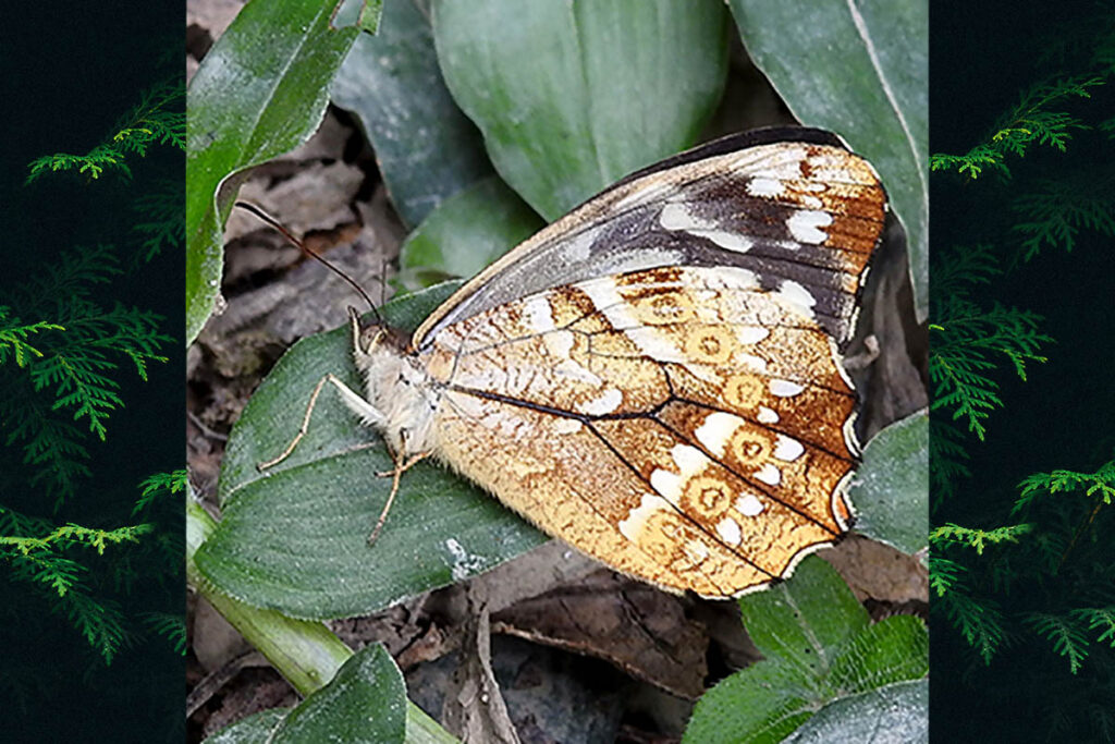 Foetterleia schreineri