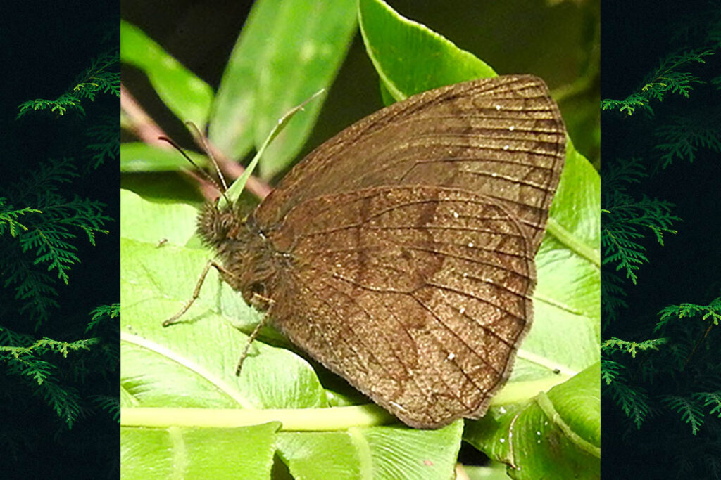Forsterinaria necys