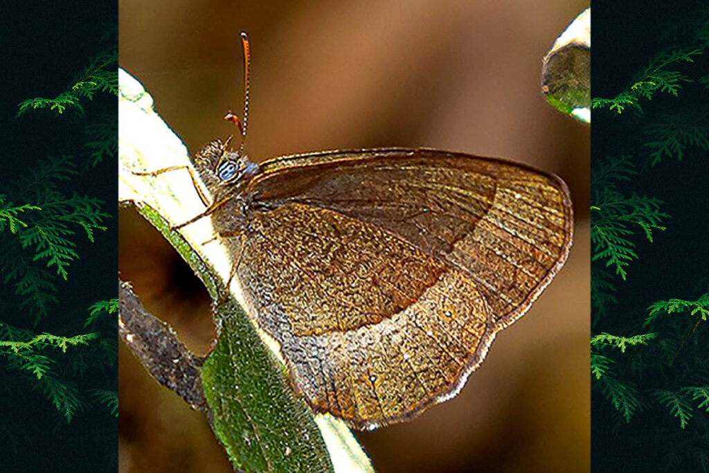 Forsterinaria pronophila