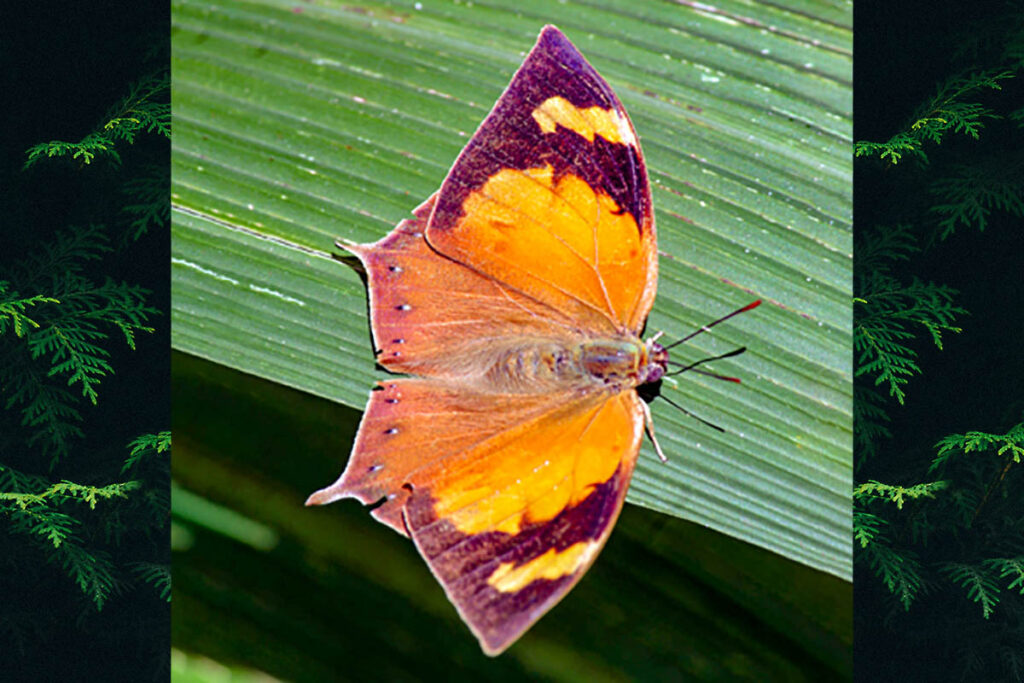 Fountainea halice