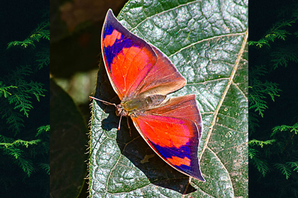Fountainea ryphea phidile