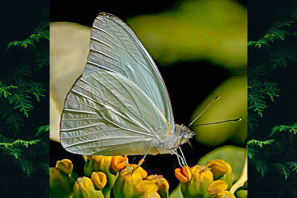 Glutophrissa drusilla drusilla