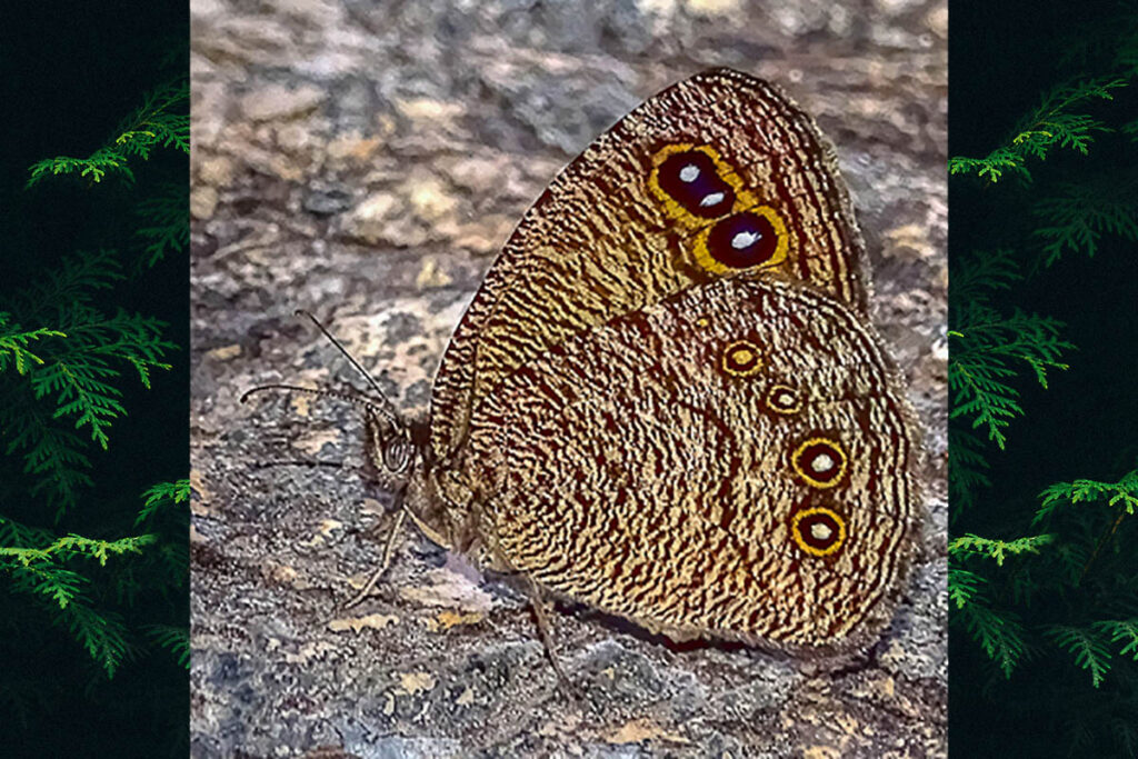 Godartiana byses