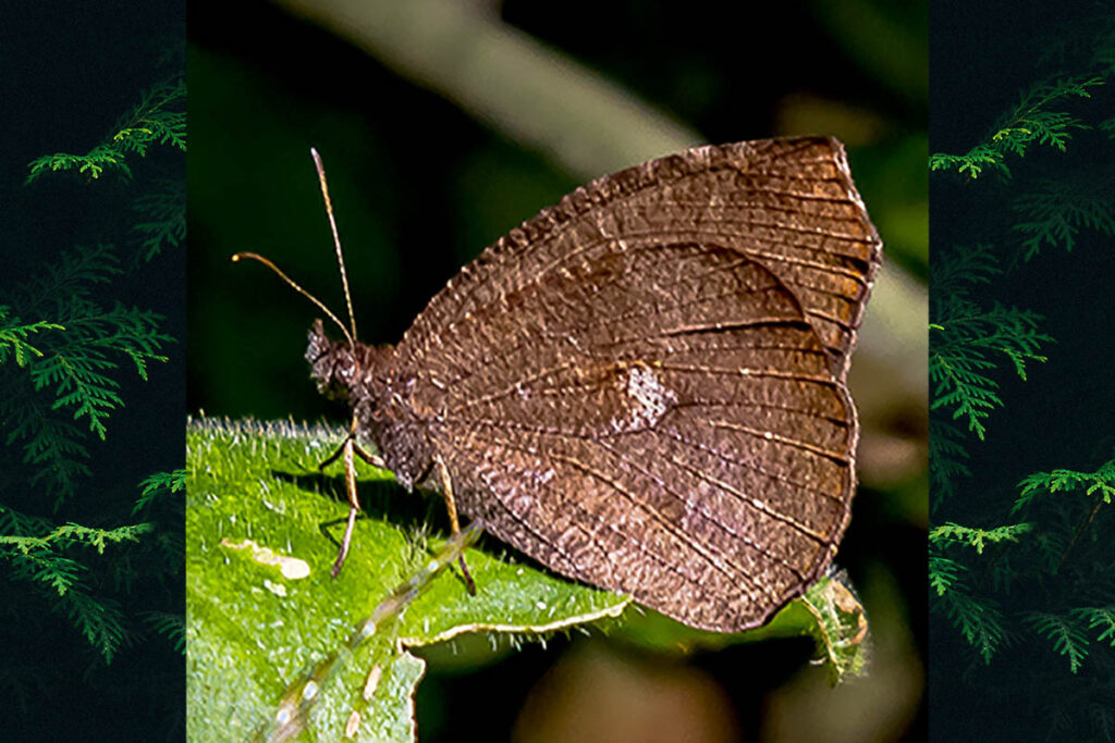 Godartiana muscosa