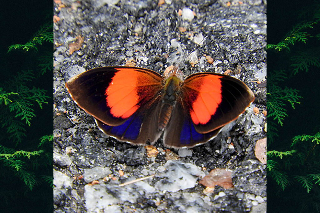 Haematera pyrame pyrame