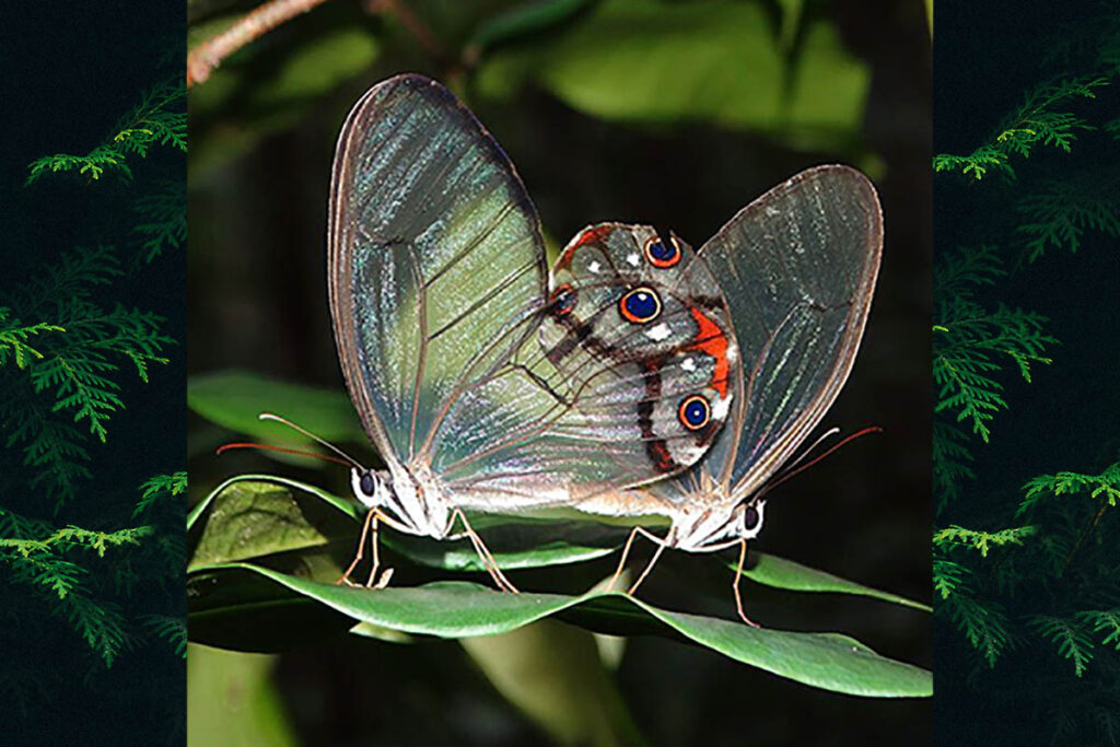 Haetera Piera diaphana