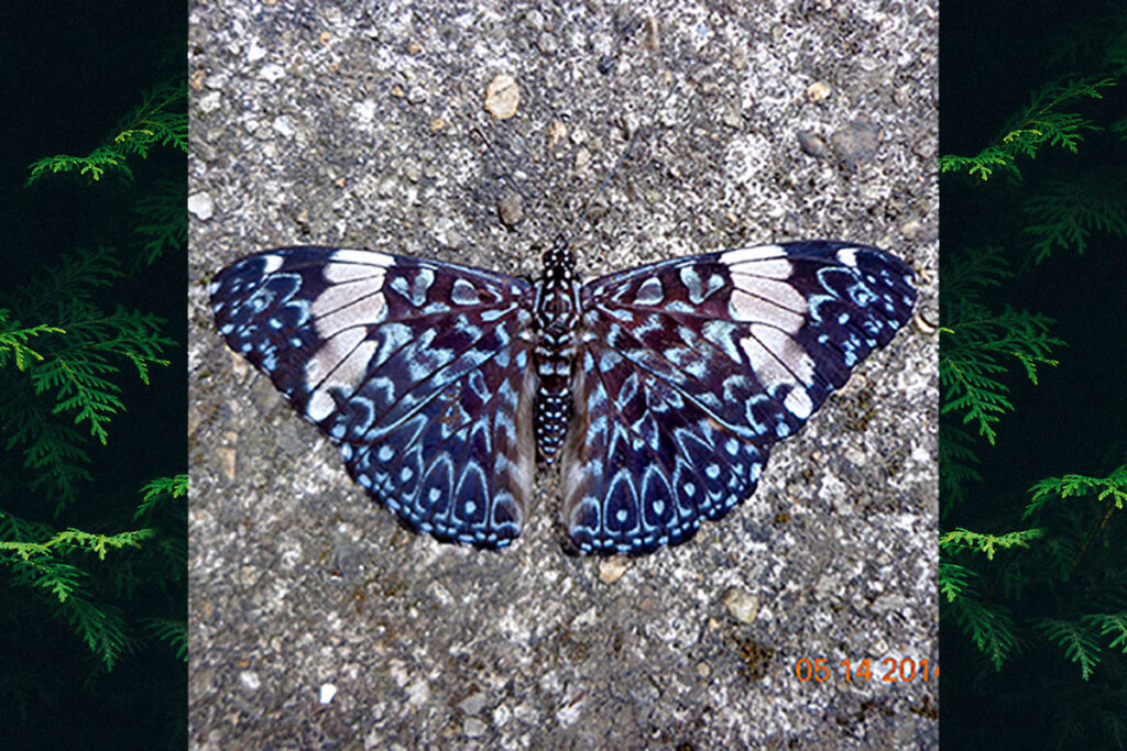 Hamadryas amphinome amphinome