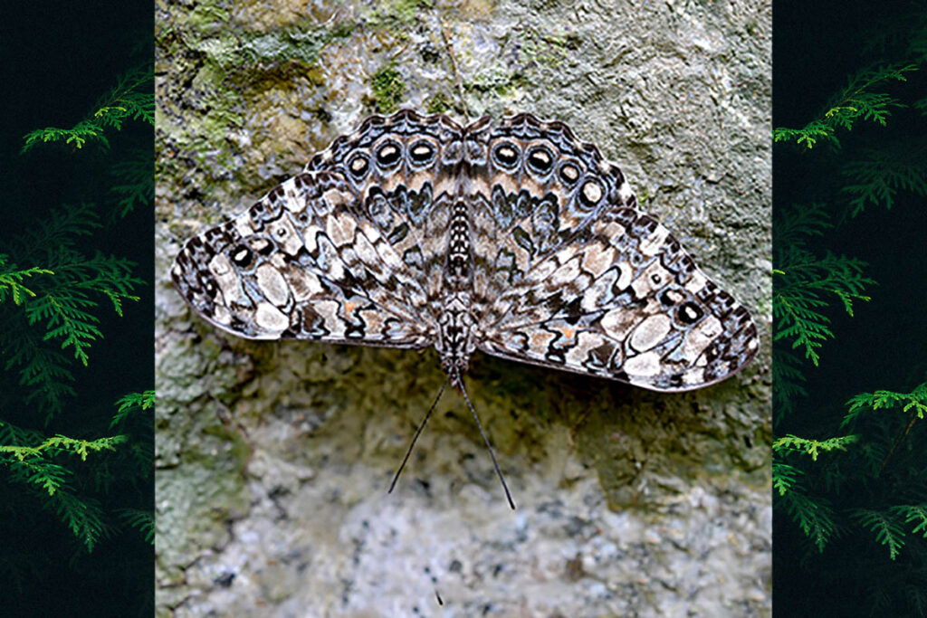 Hamadryas epinome