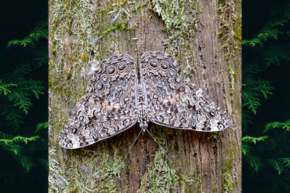 Hamadryas februa februa