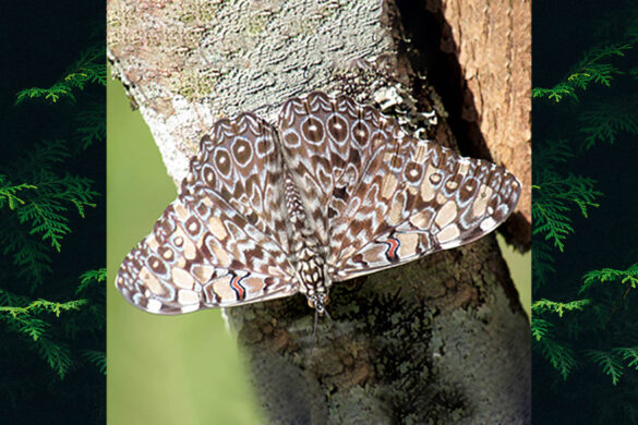 Hamadryas feronia feronia