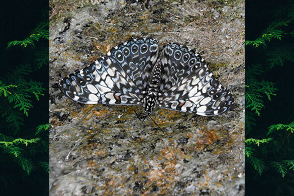 Hamadryas fornax fornax