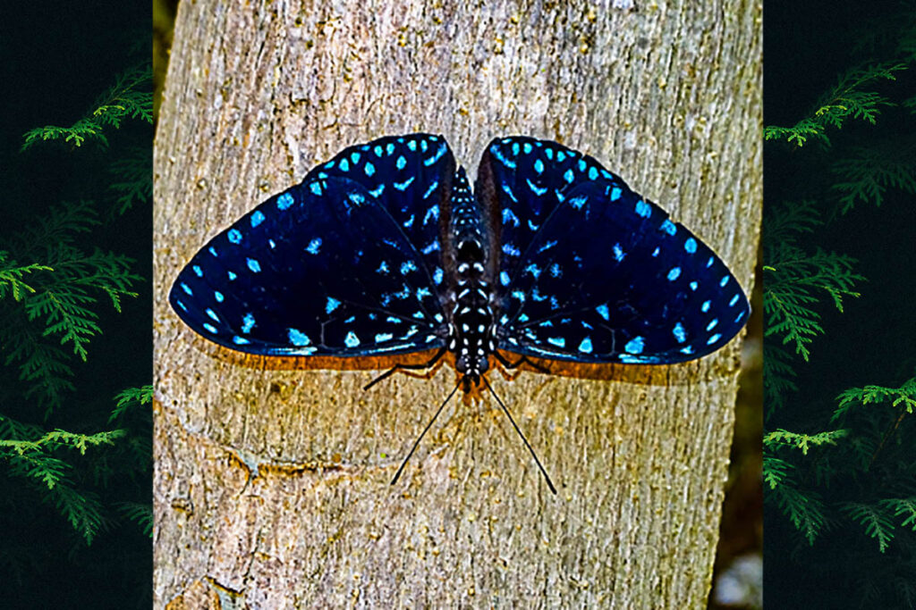 Hamadryas laodamia