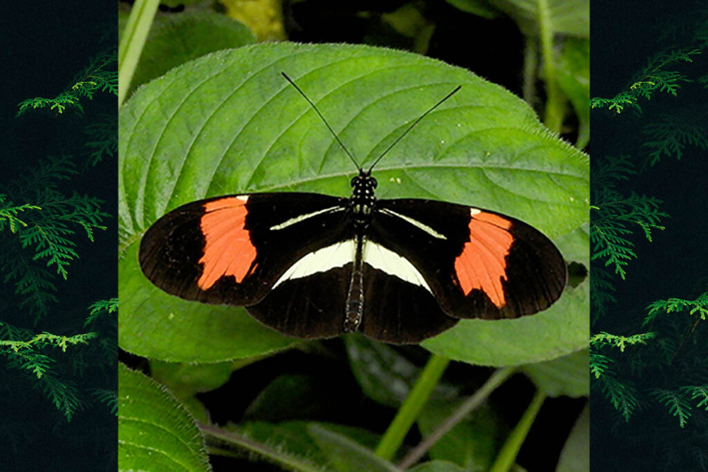 Heliconius besckei