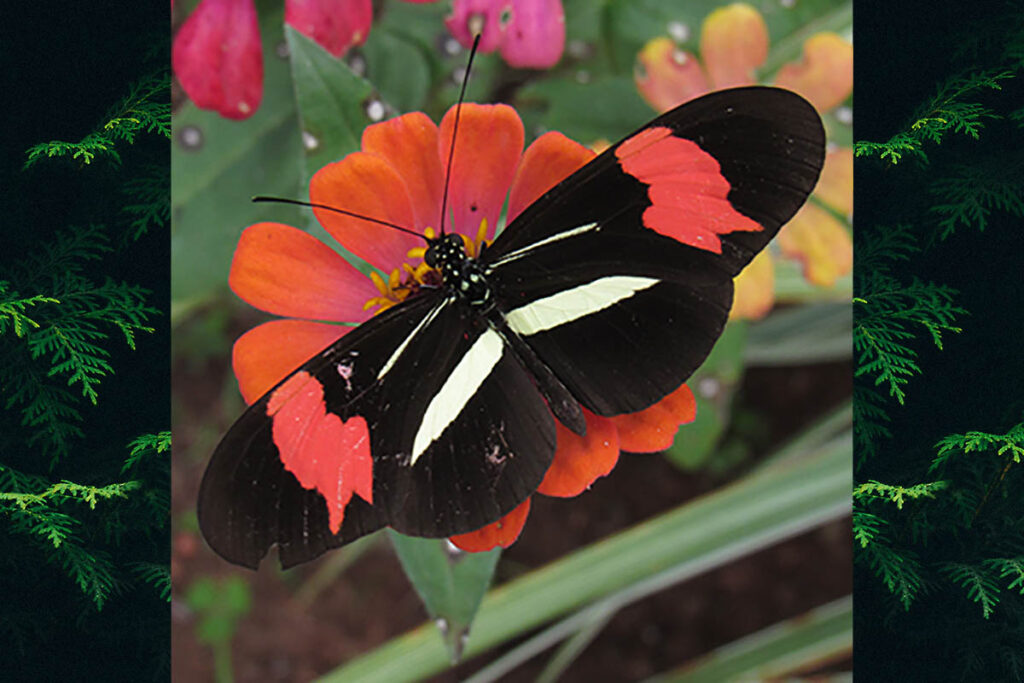 Heliconius erato phyllis