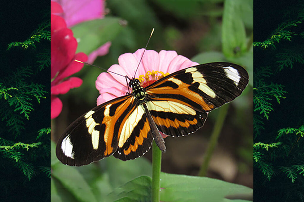 Heliconius ethilla narcaea