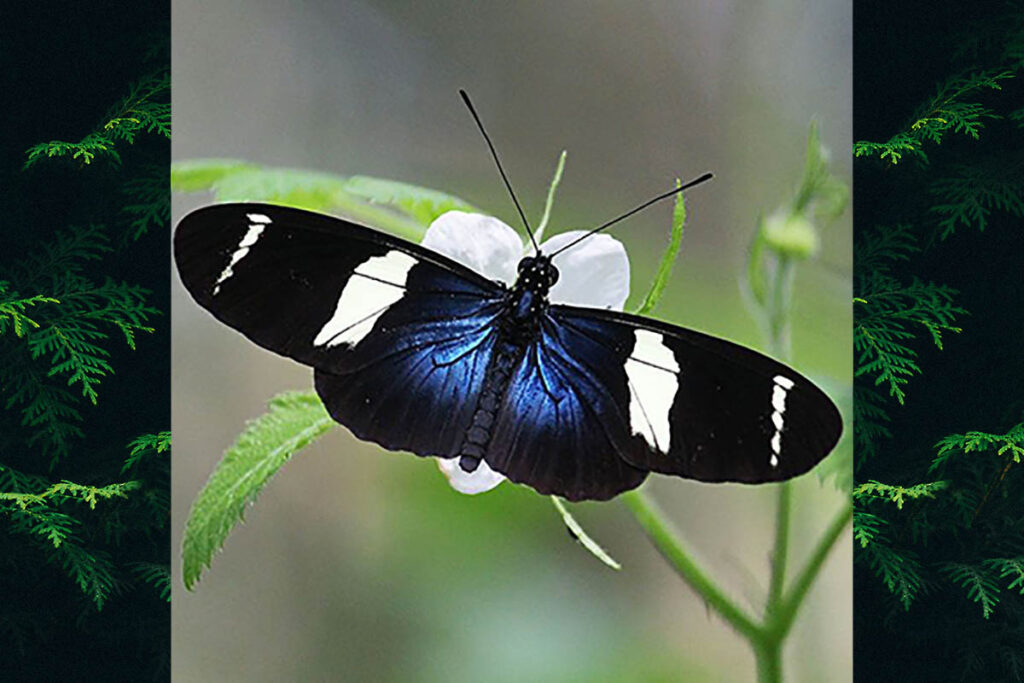 Heliconius sara apseudes