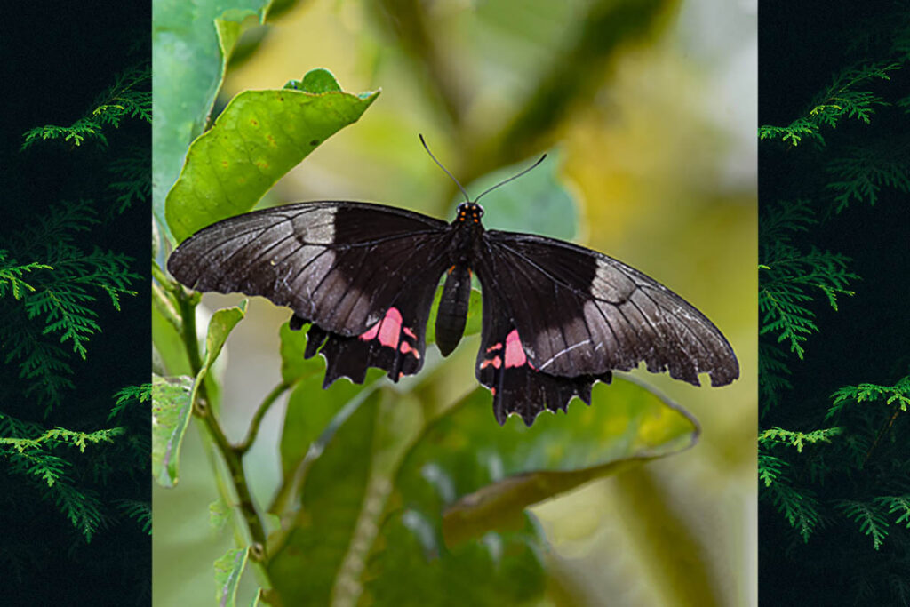 Heraclides anchisiades capys