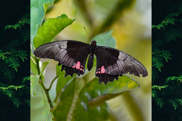 Heraclides anchisiades capys